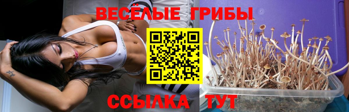 Ефремов  Псилоцибиновые грибы Psilocybine cubensis  Галлюциногенные грибы прущие грибы  Вход с VPN 